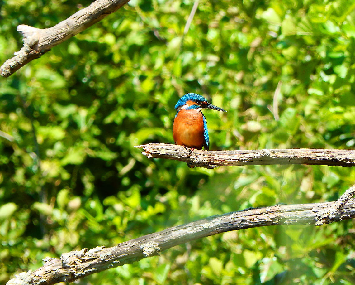 Common Kigfisher - Alcedo atthis Also seen from a watching hut in the shoreline of the Langerodevijver in Doode Bemde (July, 2019). Alcedo atthis,Belgium,Common Kingfisher,Geotagged,Summer