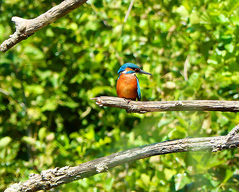 Common Kigfisher - Alcedo atthis Also seen from a watching hut in the shoreline of the Langerodevijver in Doode Bemde (July, 2019). Alcedo atthis,Belgium,Common Kingfisher,Geotagged,Summer