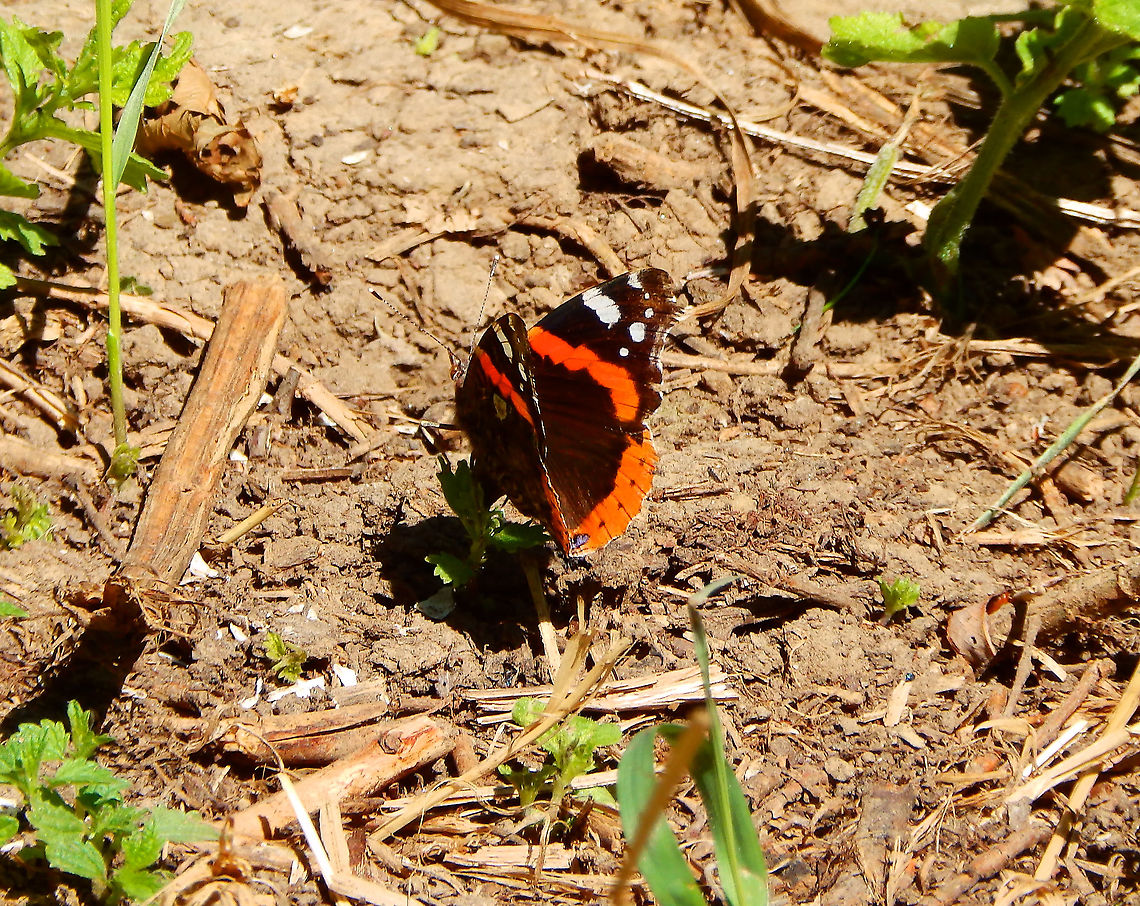 Red Admiral  - Vanessa atalanta Doode Bemde, area of Langerodevijver (July 2019). Relatively common sight in my area in the summer months. Belgium,Geotagged,Red Admiral,Summer,Vanessa atalanta