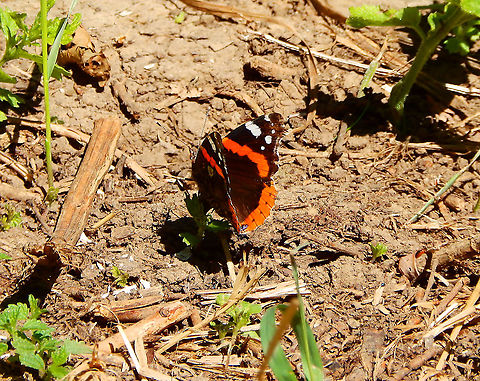 Red Admiral  - Vanessa atalanta Doode Bemde, area of Langerodevijver (July 2019). Relatively common sight in my area in the summer months. Belgium,Geotagged,Red Admiral,Summer,Vanessa atalanta