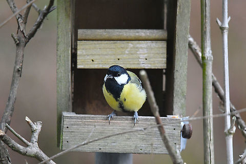 Great Tit- Parus major A visitor of our bird feeder, August 2019. Belgium,Geotagged,Great Tit,Parus major,Summer