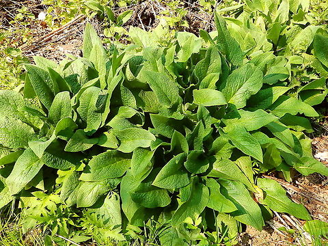 Common comfrey - Symphytum officinale A detail of the plant before it flowers. Seen in April 2020 in the Natuurreservaat Grootbroek, very close to our town. Belgium,Common comfrey,Geotagged,Spring,Symphytum officinale