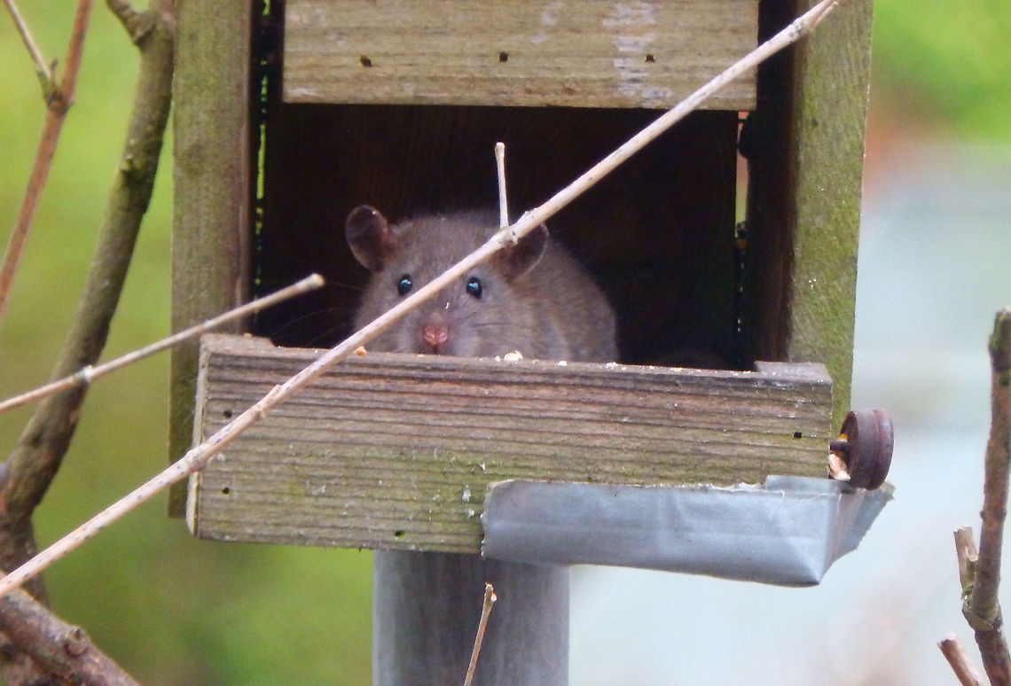 House Rat - Rattus rattus Over time we had less pleasant visitors in our bird feeder so we had to unfortinately remove it. One rat is Ok but we were getting 4 or more. We renovated our terrace and removed feeders and we got rid of the problem.<br />
They seemed to be Rattus rattus and not norvegicus; big ears and eyes, very long tail (canot be seen here), ponty snout etc See differences here: <br />
<a href="https://commons.wikimedia.org/wiki/Category:Differences_between_Rattus_norvegicus_and_Rattus_rattus" rel="nofollow">https://commons.wikimedia.org/wiki/Category:Differences_between_Rattus_norvegicus_and_Rattus_rattus</a><br />
<br />
We caught one per one with an animal friendly trap and released them in the Natuurreservaat Grootbroek. They did not come back to us, luckily! Belgium,Black rat,Geotagged,Rattus rattus,Spring