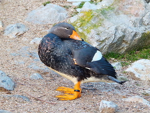 Fuegian steamer duck  - Tachyeres pteneres Yes! Now a series of nice animal shots from the zoo of Planckendael in Belgium :-)
This duckie is native from the Patagonia area in South America. I hope one day to see them in their native habitat as well! :-) Belgium,Fuegian steamer duck,Geotagged,Tachyeres pteneres,Winter