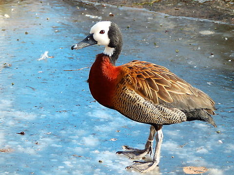 White-faced Whistling Duck - Dendrocygna viduata I wonder what this subsaharian duck thinks of the icey ponds of Belgium in the middle of February here at the Planckendael zoo. I think he is adapting quite well though! Belgium,Dendrocygna viduata,Geotagged,White-faced Whistling Duck,Winter