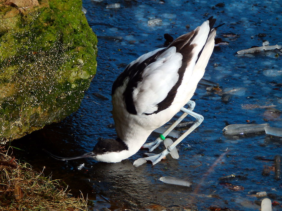 Pied Avocet - Recurvirostra avosetta These ones you can also see here in the wild in marshes, lakes and shoreline. I wonder if they would stay in the icey winter if given the chance to migrate. i think this one is quite Ok with thei ice though.<br />
Seen at Planckendael zoo, on February 2021. Belgium,Geotagged,Pied Avocet,Recurvirostra avosetta,Winter