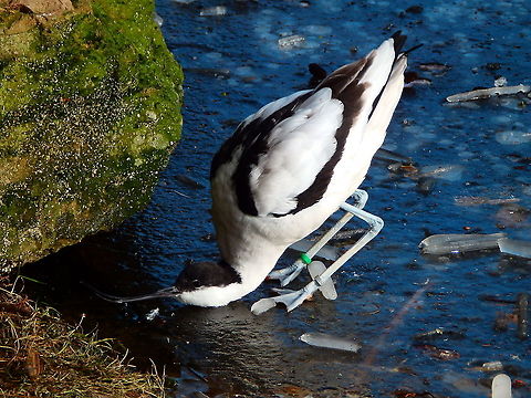 Pied Avocet - Recurvirostra avosetta These ones you can also see here in the wild in marshes, lakes and shoreline. I wonder if they would stay in the icey winter if given the chance to migrate. i think this one is quite Ok with thei ice though.
Seen at Planckendael zoo, on February 2021. Belgium,Geotagged,Pied Avocet,Recurvirostra avosetta,Winter