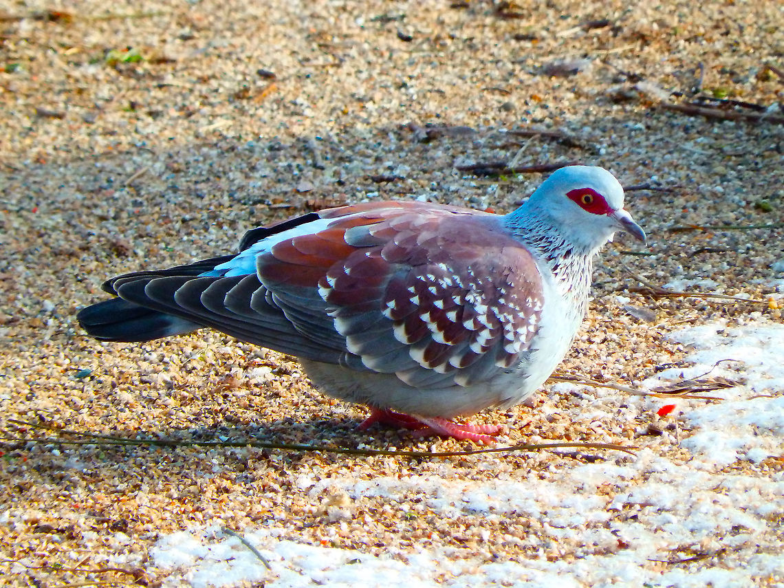 Speckled Pigeon - Columba guinea Also native from Africa. Planckendael Zoo, Belgium (January, 2021).<br />
Do not worry, they all have inner shelters but they seem to like to go out for a stroll in the snow from time to time in the winter months :-) Belgium,Columba guinea,Geotagged,Speckled Pigeon,Winter