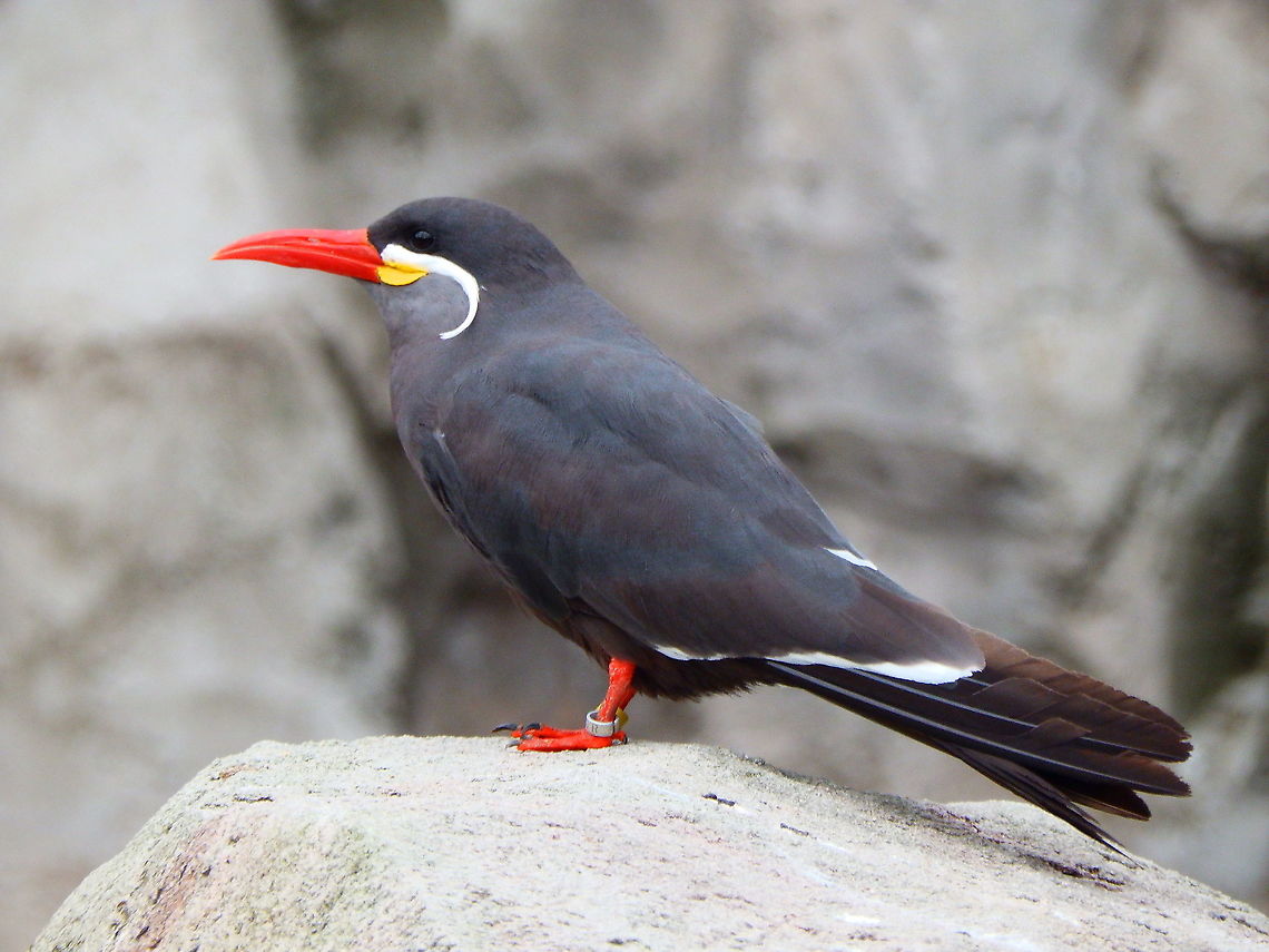 Inca Tern - Larosterna inca I find these birds gorgeous, with their long white moustache.<br />
I was happy when they added them to the repertoire of birds in the Planckendael Zoo. I photographed these in August 2018. <br />
<br />
Later I heard that unfortunately 18-22 had escaped and for what I find on internet only a few have been retrieved  (I wonder if this may have potentially created a European wild population). <br />
<br />
See the news (some in Dutch) here: <br />
<a href="https://www.brusselstimes.com/news/art-culture/97395/18-exotic-birds-escape-from-zoo-planckendael-inca-tern-moustache" rel="nofollow">https://www.brusselstimes.com/news/art-culture/97395/18-exotic-birds-escape-from-zoo-planckendael-inca-tern-moustache</a><br />
<a href="https://www.vrt.be/vrtnws/nl/2020/02/27/al-2-incasternen-uit-planckendael-terecht/" rel="nofollow">https://www.vrt.be/vrtnws/nl/2020/02/27/al-2-incasternen-uit-planckendael-terecht/</a><br />
<a href="https://www.gva.be/cnt/dmf20200910_95942169" rel="nofollow">https://www.gva.be/cnt/dmf20200910_95942169</a><br />
<br />
This year I came back to Plancjendael in the winter and I did not see them anymore in their former area of exhibit so I wonder what happened in the end.... Belgium,Geotagged,Inca Tern,Larosterna inca,Summer