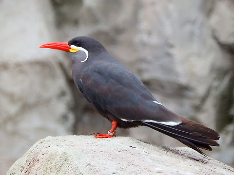 Inca Tern - Larosterna inca I find these birds gorgeous, with their long white moustache.
I was happy when they added them to the repertoire of birds in the Planckendael Zoo. I photographed these in August 2018. 

Later I heard that unfortunately 18-22 had escaped and for what I find on internet only a few have been retrieved  (I wonder if this may have potentially created a European wild population). 

See the news (some in Dutch) here: 
https://www.brusselstimes.com/news/art-culture/97395/18-exotic-birds-escape-from-zoo-planckendael-inca-tern-moustache
https://www.vrt.be/vrtnws/nl/2020/02/27/al-2-incasternen-uit-planckendael-terecht/
https://www.gva.be/cnt/dmf20200910_95942169

This year I came back to Plancjendael in the winter and I did not see them anymore in their former area of exhibit so I wonder what happened in the end.... Belgium,Geotagged,Inca Tern,Larosterna inca,Summer