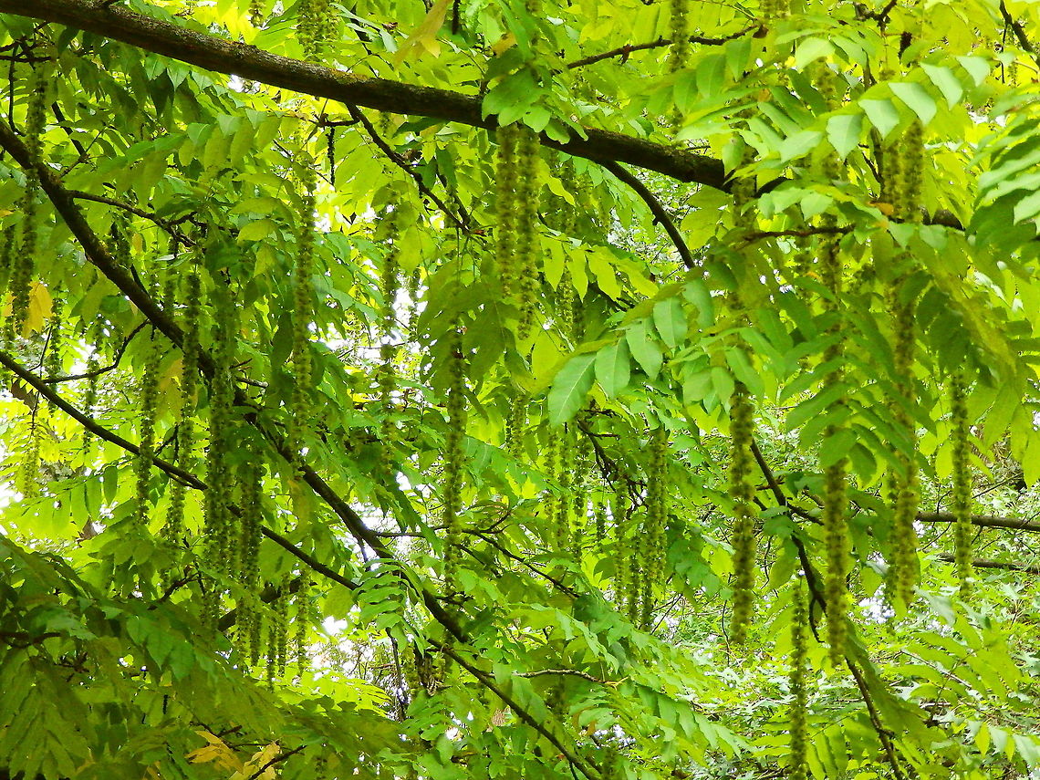 Caucasian walnut - Pterocarya fraxinifolia Ornamental tree found in Planckendael zoo, Belgium. Belgium,Geotagged,Pterocarya fraxinifolia,Summer