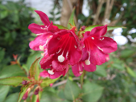 Early weigela - Weigela florida Buggenhoutbos, Aug 2016. Belgium,Early weigela,Geotagged,Summer,Weigela florida