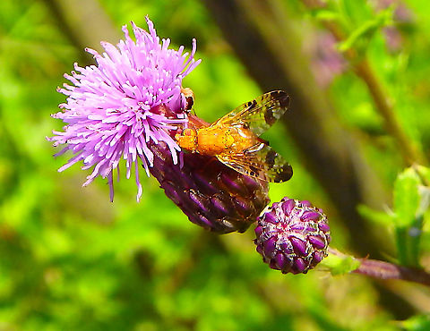 Xyphosia miliaria Buggenhoutbos, Aug 2017.  Belgium,Geotagged,Summer,Xyphosia miliaria