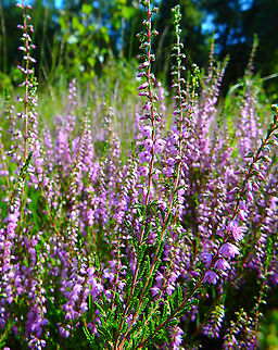 Calluna vulgaris Buggenhoutbos, Aug 2016.  Belgium,Calluna,Calluna vulgaris,Geotagged,Summer