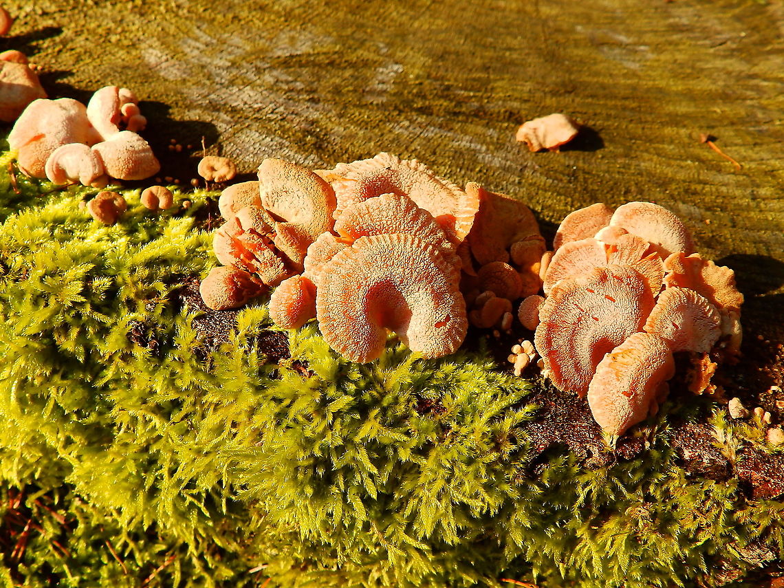 In search of ID I was never able to find the ID for these fortune-cookie shaped fungi.<br />
Seen in Heverleelbos in January 2015. Belgium,Bitter oyster,Geotagged,Panellus stipticus,Winter