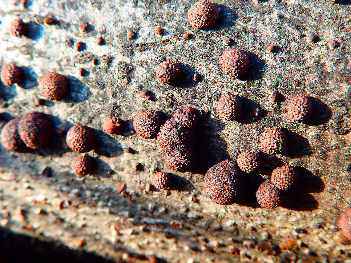 Beech Woodwart - Hypoxylon fragiforme Seen in Heverleebos in January 2015.  Beech Woodwart,Belgium,Geotagged,Hypoxylon fragiforme,Winter