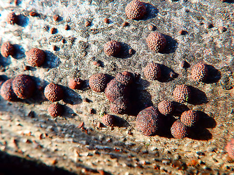 Beech Woodwart - Hypoxylon fragiforme Seen in Heverleebos in January 2015.  Beech Woodwart,Belgium,Geotagged,Hypoxylon fragiforme,Winter