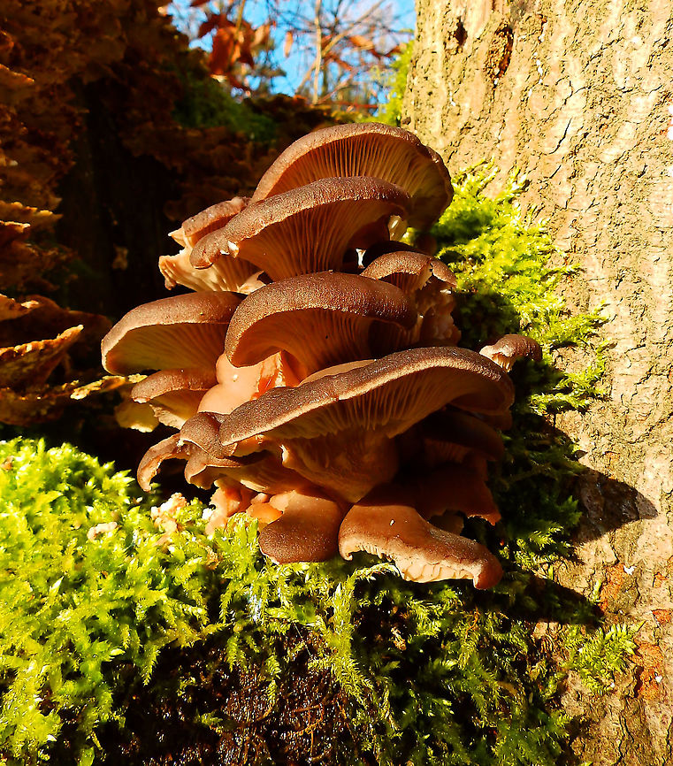 Oyster mushroom - Pleurotus ostreatus Seen in Heverleelbos in January 2015.      Belgium,Geotagged,Oyster mushroom,Pleurotus ostreatus,Winter