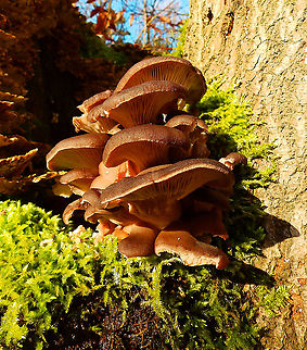 Oyster mushroom - Pleurotus ostreatus Seen in Heverleelbos in January 2015.      Belgium,Geotagged,Oyster mushroom,Pleurotus ostreatus,Winter