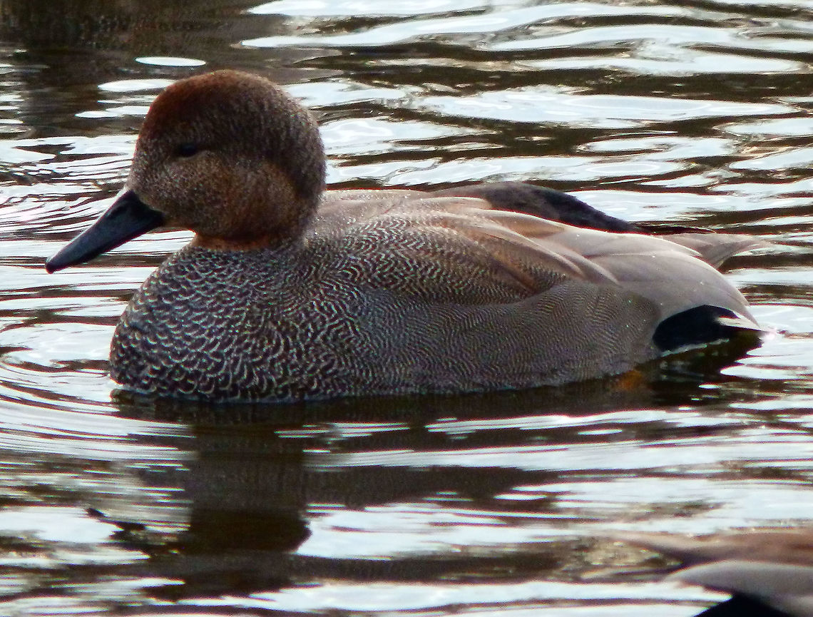 Gadwall - Mareca strepera Zoete Waters (February 2015). Belgium,Gadwall,Geotagged,Mareca strepera,Winter
