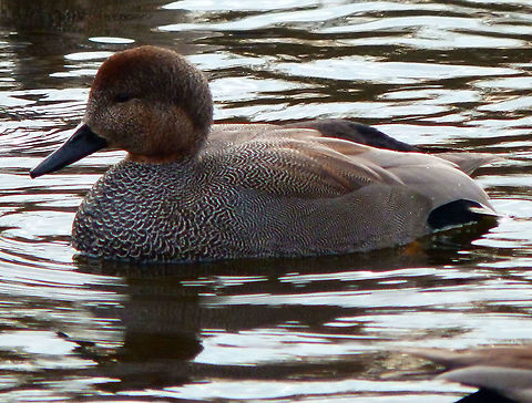 Gadwall - Mareca strepera Zoete Waters (February 2015). Belgium,Gadwall,Geotagged,Mareca strepera,Winter