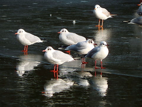 Black-headed gull - Chroicocephalus ridibundus Zoete Waters (February 2015).  Belgium,Black-headed gull,Chroicocephalus ridibundus,Geotagged,Winter