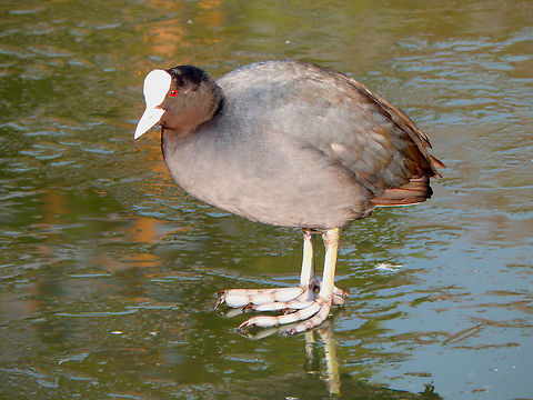 Eurasian coot - Fulica atra Zoete Waters (February 2015).  Belgium,Eurasian coot,Fulica atra,Geotagged,Winter