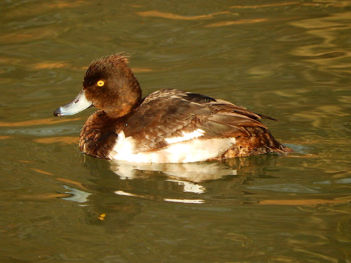 Tufted Duck - Aythya fuligula Zoete Waters (February 2015).  Aythya fuligula,Belgium,Geotagged,Tufted Duck,Winter