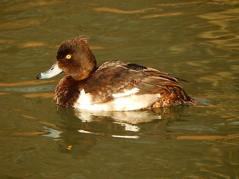 Tufted Duck - Aythya fuligula Zoete Waters (February 2015).  Aythya fuligula,Belgium,Geotagged,Tufted Duck,Winter