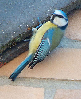 Eurasion blue tit - Cyanistes caeruleus Nesting under the roof tiles of our neighbor's house. February 2015  Belgium,Cyanistes caeruleus,Eurasion blue tit,Geotagged,Winter