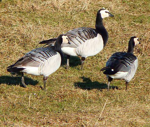 Barnacle Goose - Branta leucopsis Schulensmeer, February 2015. Barnacle Goose,Belgium,Branta leucopsis,Geotagged,Winter