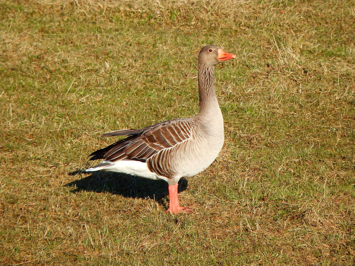 Greylag goose - Anser anser Schulensmeer, February 2015.  Anser anser,Belgium,Geotagged,Greylag goose,Winter