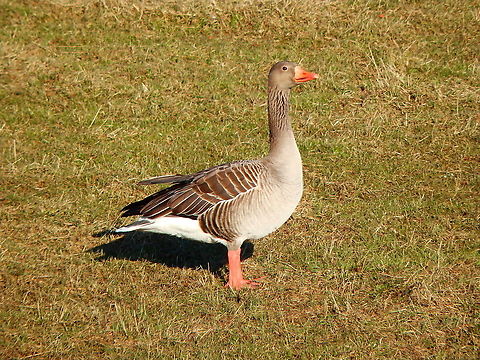 Greylag goose - Anser anser Schulensmeer, February 2015.  Anser anser,Belgium,Geotagged,Greylag goose,Winter