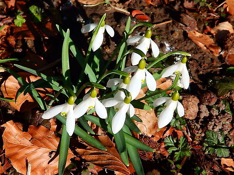 Common snowdrop - Galanthus nivalis Snoekengracht, March 2015. Belgium,Common snowdrop,Galanthus nivalis,Geotagged,Winter
