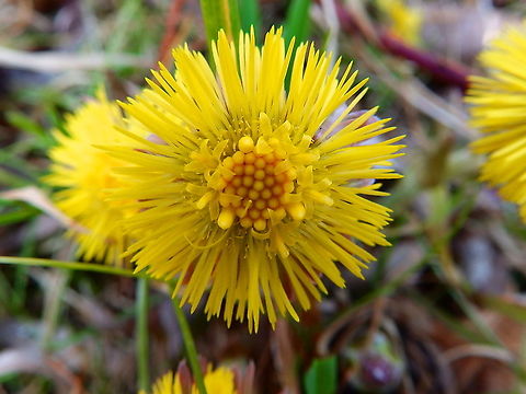 Coltsfoot - Tussilago farfara De Rotte Gaten, February 2015. Belgium,Coltsfoot,Geotagged,Tussilago farfara,Winter