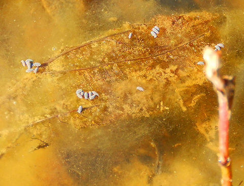 Water springtail - Podura aquatica De Rotte Gaten, February 2015.  Belgium,Geotagged,Podura aquatica,Winter