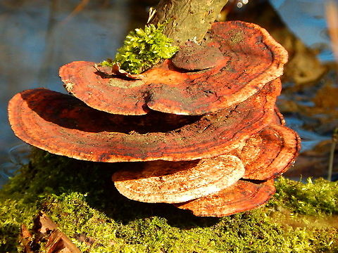 Thin walled maze polypore - Daedaleopsis confragosa De Rotte Gaten, February 2015.  Belgium,Daedaleopsis confragosa,Geotagged,Thin walled maze polypore,Winter