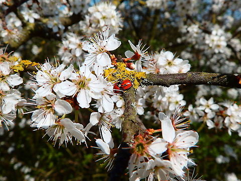 Two-spot Ladybird - Adalia bipunctata Mating. Seen in April 2015, in Korbeek Dijle. Adalia bipunctata,Belgium,Geotagged,Spring,Two-spot Ladybird