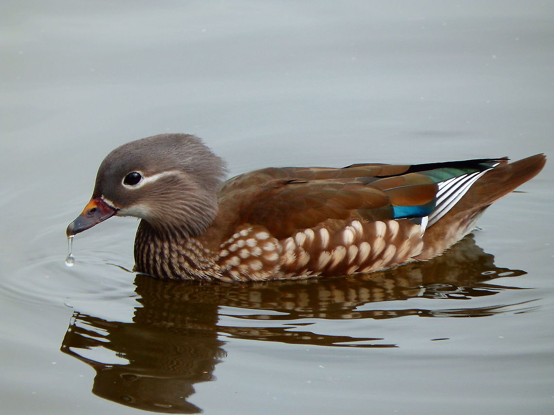 Mandarin duck -Aix galericulata ♀ Zoete Waters, 2015. Aix galericulata,Belgium,Geotagged,Mandarin duck,Spring