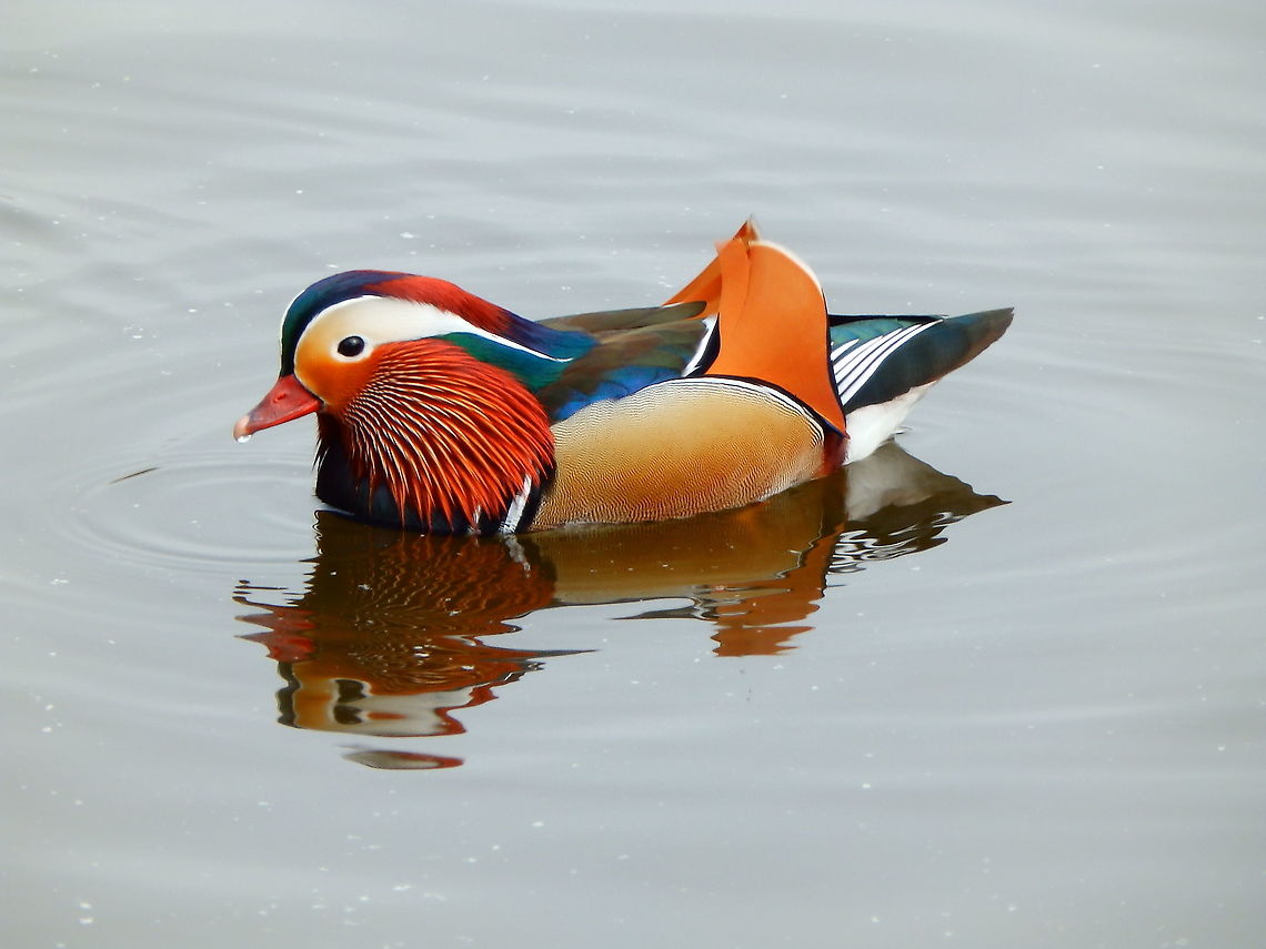 Mandarin duck -Aix galericulata ♂ Zoete Waters, 2015. Aix galericulata,Belgium,Geotagged,Mandarin duck,Spring