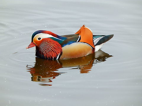 Mandarin duck -Aix galericulata ♂ Zoete Waters, 2015. Aix galericulata,Belgium,Geotagged,Mandarin duck,Spring
