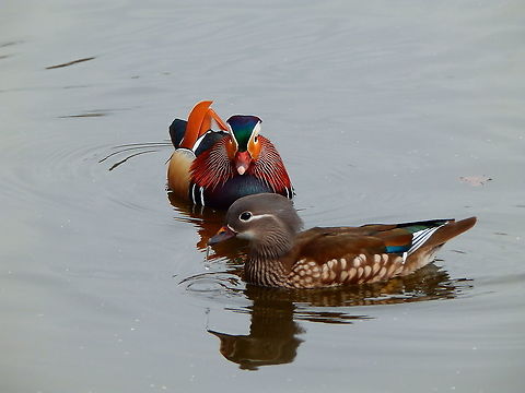 Mandarin duck -Aix galericulata Male and female couple. Zoete Waters, 2015. Aix galericulata,Belgium,Geotagged,Mandarin duck,Spring