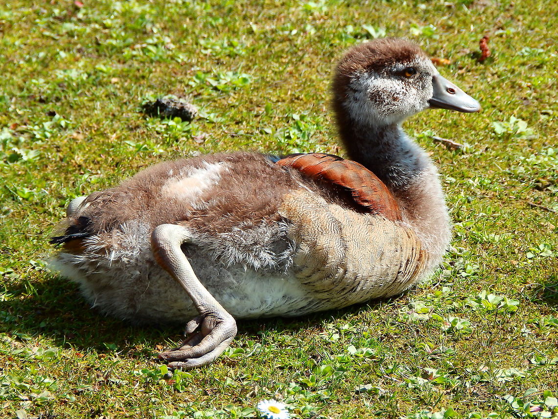 Egyptian Goose - Alopochen aegyptiaca Seen with his family in Provinciedomein Kessel Lo in April 2015. Alopochen aegyptiacus,Belgium,Egyptian Goose,Geotagged,Spring