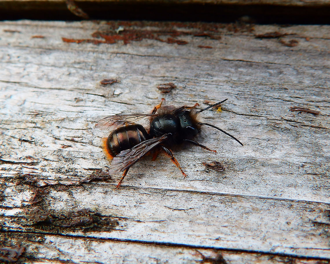 Red mason - Osmia bicornis/rufa (tentative) Seen in a bee hotel in Provinciedomein Kessel Lo in April 2015. <br />
 Belgium,Geotagged,Osmia bicornis,Red mason bee,Spring