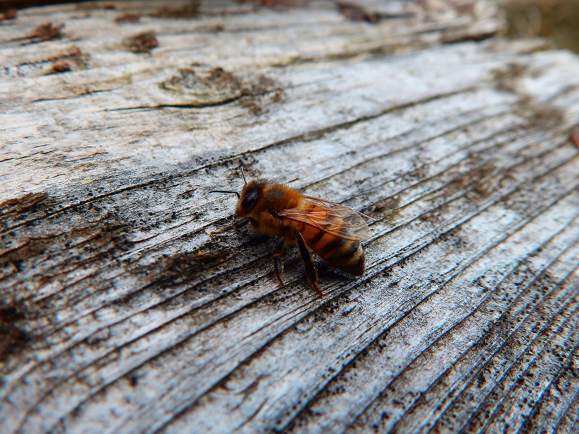 European honey bee - Apis mellifera Seen in the same bee hotel in Provinciedomein Kessel Lo in April 2015. <br />
I guess she was just resting as I don't expect these to nest in the hotel. Apis mellifera,Belgium,Geotagged,Spring,Western honey bee