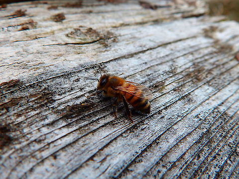 European honey bee - Apis mellifera Seen in the same bee hotel in Provinciedomein Kessel Lo in April 2015. 
I guess she was just resting as I don't expect these to nest in the hotel. Apis mellifera,Belgium,Geotagged,Spring,Western honey bee