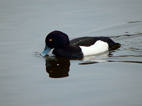 Tufted Duck - Aythya fuligula ♂ Seen in Provinciedomein Kessel Lo in April 2015.  Aythya fuligula,Belgium,Geotagged,Spring,Tufted Duck