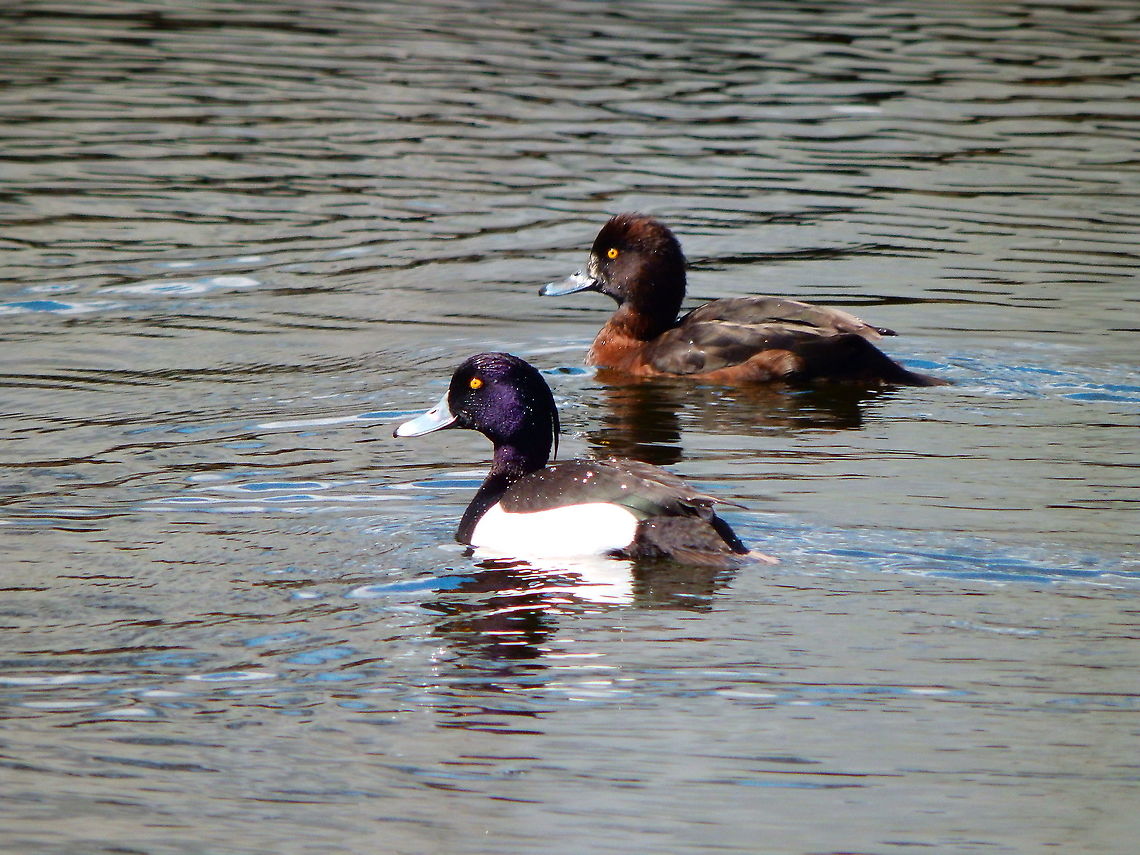Tufted Duck - Aythya fuligula Couple.<br />
Seen in Provinciedomein Kessel Lo in April 2015.  Aythya fuligula,Belgium,Geotagged,Spring,Tufted Duck