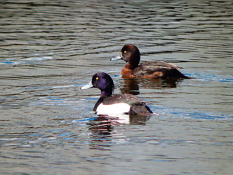 Tufted Duck - Aythya fuligula Couple.
Seen in Provinciedomein Kessel Lo in April 2015.  Aythya fuligula,Belgium,Geotagged,Spring,Tufted Duck