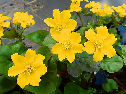 Marsh Marigold - Caltha palustris Seen in Provinciedomein Kessel Lo in April 2015.  Belgium,Caltha palustris,Geotagged,Marsh Marigold,Spring